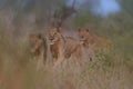 Selective focus shot of lions walking in a dry grassy field Royalty Free Stock Photo