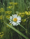 Selective focus shot of a little chamomile on a glade