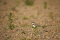 Selective focus shot of little ringed plover (Charadrius dubius) Royalty Free Stock Photo