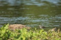 Selective focus shot little ringed plovers (Charadrius dubius) by a river on a sunny day