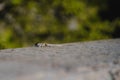 Selective focus shot of a lizard crawling on the wall Royalty Free Stock Photo