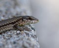 Selective focus shot of a lizard on rock Royalty Free Stock Photo