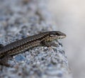 Selective focus shot of a lizard on rock Royalty Free Stock Photo