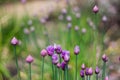 Selective focus shot of ÃÂllium purple flowers growing in the garden Royalty Free Stock Photo
