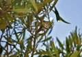 Selective focus shot of Lobed Argiope Spider on an olive tree branches Royalty Free Stock Photo