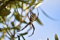 Selective focus shot of Lobed Argiope Spider on an olive tree branches Royalty Free Stock Photo