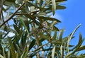 Selective focus shot of Lobed Argiope Spider on an olive tree branches Royalty Free Stock Photo