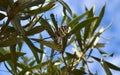 Selective focus shot of Lobed Argiope Spider on an olive tree branches Royalty Free Stock Photo