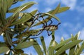 Selective focus shot of Lobed Argiope Spider on an olive tree branches Royalty Free Stock Photo