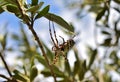 Selective focus shot of Lobed Argiope Spider on an olive tree branches Royalty Free Stock Photo
