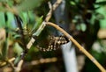 Selective focus shot of Lobed Argiope Spider on an olive tree branches Royalty Free Stock Photo