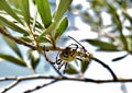 Selective focus shot of Lobed Argiope Spider on an olive tree branches Royalty Free Stock Photo