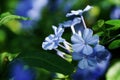 Selective focus shot of lobelias on the stem Royalty Free Stock Photo