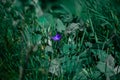 Selective focus shot of a lone purple flower in the middle of the grasses