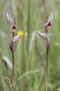 Selective focus shot of a long-lipped or plow-share Serapis, a species of orchid