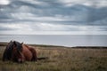 Selective focus shot of lying horse on a field