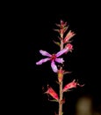 Selective focus shot of Lythrum virgatum 'Dropmore Purple' on dark background Royalty Free Stock Photo