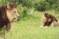 Selective focus shot of a magnificent lion and another lion resting on the grass covered field Royalty Free Stock Photo