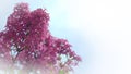 Selective focus shot of magnificent purple flowers under the blue sky with a blurred background