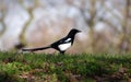 Selective focus shot of Magpie, black and white bird on a green grass