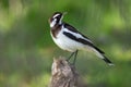 Selective focus shot of magpie-lark (Grallina cyanoleuca)