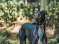 Selective focus shot of a majestic black greyhound dog