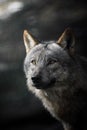 Selective focus shot of a majestic gray wolf in a shadowy dark forest setting