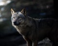 Selective focus shot of a majestic gray wolf in a shadowy dark forest setting