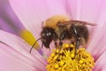 Selective focus shot of a male common carder bee on a pink Cosmos flower