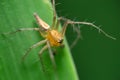 Selective focus shot of male striped lynx spider & x28;Oxyopes salticus& x29; in Satara, Maharashtra, India Royalty Free Stock Photo