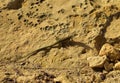 Selective focus shot of Maltese wall Lizard in Maltese Islands, Malta on a sandy rock on a daylight Royalty Free Stock Photo