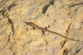 Selective focus shot of Maltese wall Lizard in Maltese Islands, Malta on a sandy rock on a daylight Royalty Free Stock Photo