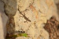 Selective focus shot of Maltese wall Lizard in Maltese Islands, Malta on a sandy rock on a daylight Royalty Free Stock Photo