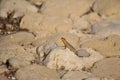 Selective focus shot of Maltese wall Lizard in Maltese Islands, Malta on a sandy rock on a daylight Royalty Free Stock Photo