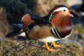 Selective focus shot of mandarin duck Royalty Free Stock Photo