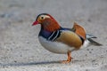 Selective focus shot of a mandarin duck perched on a gravel surface Royalty Free Stock Photo