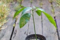 Selective focus shot of a mango tree close up with new fresh leaves growing in container. Concept for growing mango at Royalty Free Stock Photo