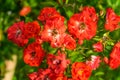 Selective focus shot of many beautiful red garden roses growing on the bush Royalty Free Stock Photo