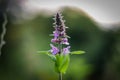 Selective focus shot of a Marsh woundwort flower Royalty Free Stock Photo