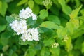 Selective focus shot of meadowsweets flowers in a garden Royalty Free Stock Photo