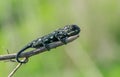 Selective focus shot of Mediterranean chameleon walking on a fennel twig Royalty Free Stock Photo