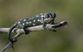 Selective focus shot of Mediterranean chameleon walking on a fennel twig Royalty Free Stock Photo