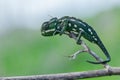 Selective focus shot of Mediterranean chameleon walking on a fennel twig Royalty Free Stock Photo