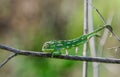 Selective focus shot of Mediterranean chameleon walking on a fennel twig Royalty Free Stock Photo