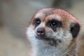 Selective focus shot of meerkat head on blurred background