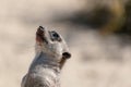 Selective focus shot of meerkat in nature