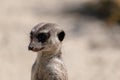 Selective focus shot of meerkat in nature