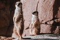 Selective focus shot of meerkats on the lookout in the zoo