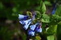 Selective focus shot of mertensia maritima (oyster plant) Royalty Free Stock Photo