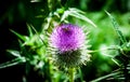 Selective focus shot of a milk thistle in nature